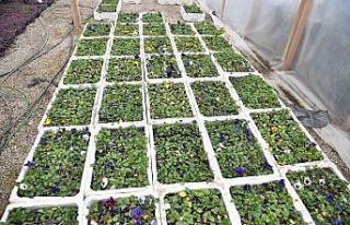 Başkentte çiçek üreticilerinin yüzü gülüyor