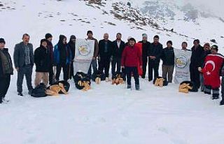 Berit Dağı’nda yaban hayvanlarına yem