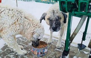 Besni’de sokak hayvanları unutulmadı