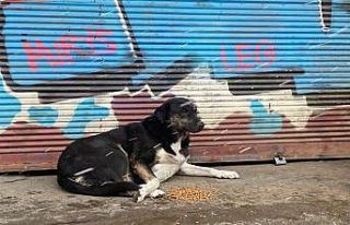Beyoğlu’ nda kar yağışından etkilenen sokak...