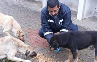 Biga Belediyesi sokak hayvanlarını unutmadı