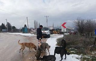 Bilecik’te sokak hayvanları unutulmadı