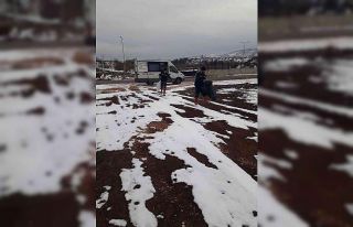 Bingöl Belediyesi sokak hayvanlarını unutmadı