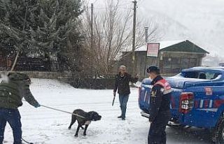 Bingöl’de başıboş gezen Pitbull cinsi köpek,...