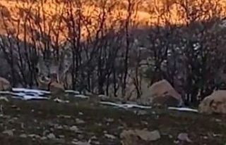 Bingöl’de nesli tükenme tehlikesi altında olan...