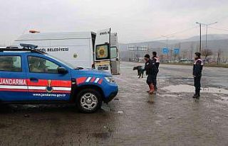 Bingöl’de trafikte risk oluşturan sahipsiz hayvanlar,...