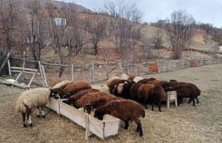 Bingöl’de üreticilere 3 milyon lira destek verildi