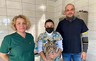 Binlerce yaban hayvanı bu merkez sayesinde hayata...