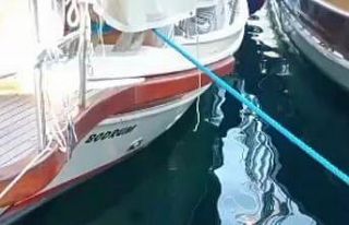 Bodrum’da Akdeniz Foku sürprizi