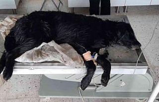 Bodrum’da köpeklerin zehirlendiği iddiasına soruşturma