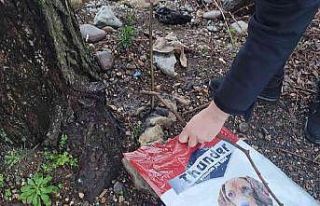 Boğularak öldürülen kedi deniz kenarına atıldı