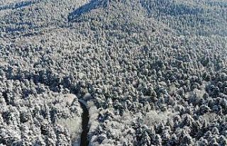 Bolu’nun karla kaplı ormanları havadan görüntülendi