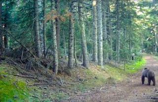 Bolu’nun yaban hayatı fotokapanlara yansıdı