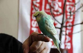 Bu kuş mehter marşı söylüyor