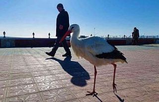 Bu leylek uçmayı unuttu: Her yere yürüyerek gidiyor
