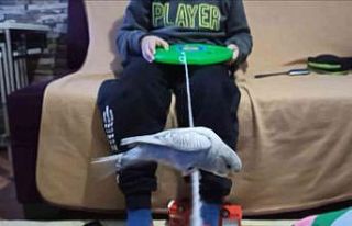 Bu muhabbet kuşu konuşmuyor ama her oyuna katılıyor