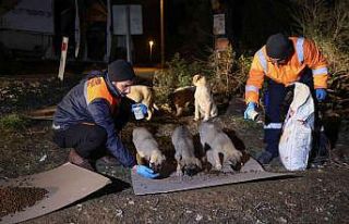 Buca’da can dostlarına gece gündüz mama desteği