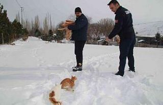 Bünyan zabıtası yaban hayvanlarına yem bıraktı