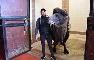 Burdur’da deveye katarak ameliyatı