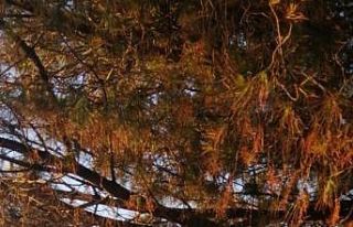 Burhaniye’ de gün batımı böyle görüntülendi