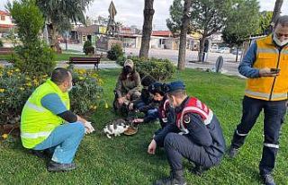 Burhaniye’de sokak hayvanları yalnız değil
