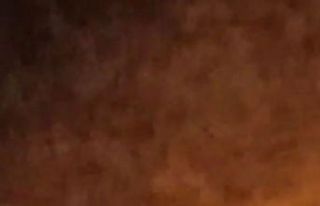 Bursa’da aç kalan domuzlar şehir merkezine indi