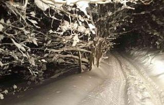 Bursa’da mangal yapmak için gittikleri ormanlık...