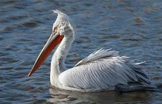 Bursa’da su kuşu sayımı yapıldı