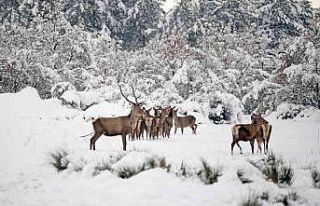 Bursa’nın kızıl geyikleri kan değişimi programlarıyla...