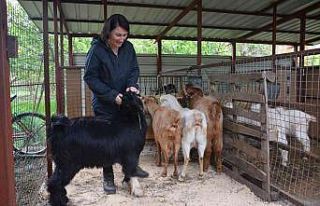 Büyükşehir ‘Keçi projesi’ yaşamını değiştirdi