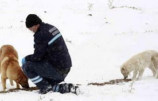 Büyükşehir yaban ve doğal hayatı koruyor