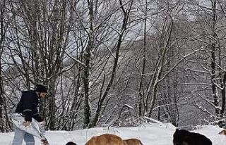 Büyükşehirden sokak hayvanlarına mama desteği