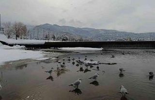 Buz tutan deredeki martıların kar banyosu drone...