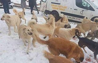 Cahide karda can dostların yanında