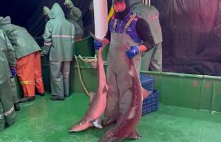 Çanakkale’de ağlara takılan köpek balıkları...