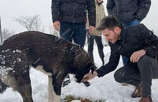Çarşamba’da sokak hayvanlarına mama dağıtıldı