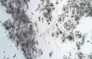 Çatak’ta çığ düştü, keçiler telef oldu