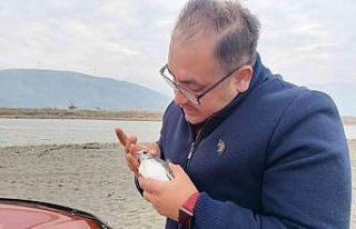 Çatal kuyruklu martı, boynuna takılan plastik cisimden...