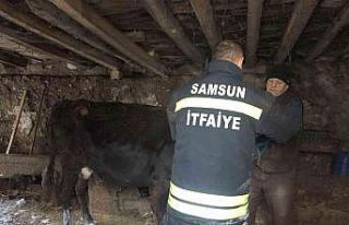Çatısı çöken ahırda kalan hayvanları itfaiye...