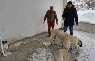 Çelikhan’da sokak hayvanları unutulmadı