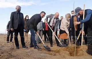 Cennet elması belediyenin yeni gelir kapısı olacak