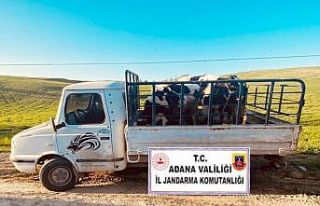 Cezaevinden çıkıp büyükbaş hayvan yüklü kamyoneti...