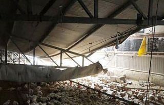 Çiftliğin çatısı çöktü, binlerce tavuk telef...