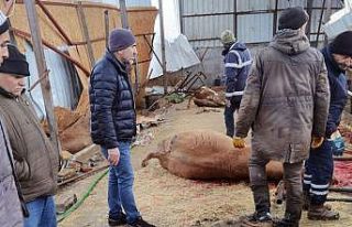 Çiftlik çöktü, 22 büyükbaş hayvan telef oldu