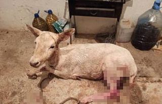 Çiftlikten kaçıp sokağa inen geyikler vatandaşları...