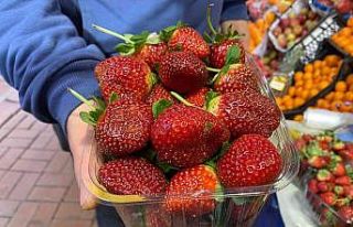 Çilek tezgahlarda yerini aldı, en çok ilgi gösteren...