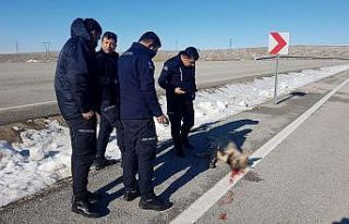 Çizgili sırtlan kazada telef oldu