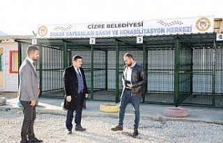Cizre Belediyesinden sahipsiz hayvanlar için geçici...