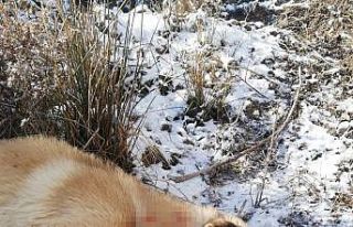 Çocuğu gibi sevdiği köpeği canice öldürüldü,...