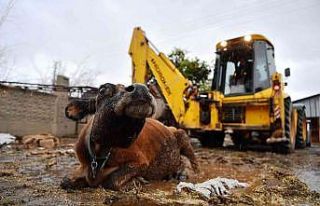 Çöktüğü yerden 3 gündür kalkamayan inek kepçeyle...